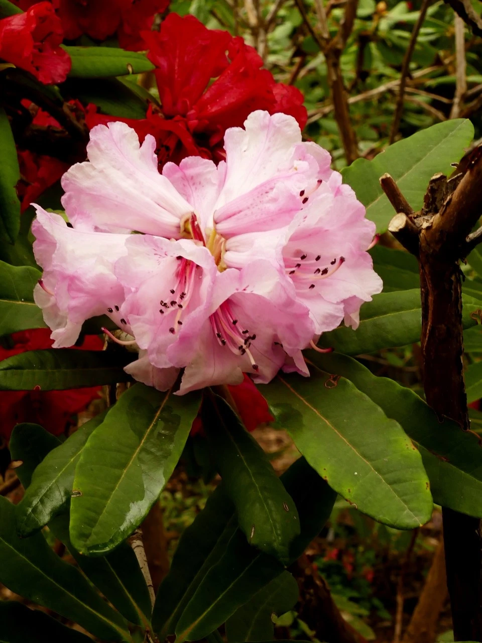R. faucium